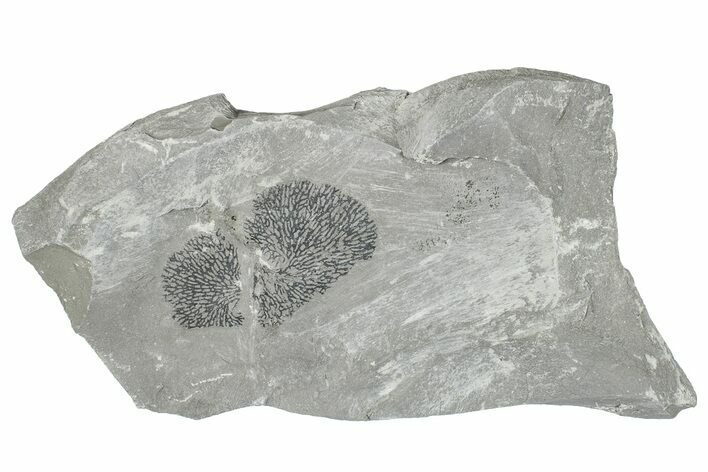 Silurian Bryozoan Fossil Plate - New York #270009